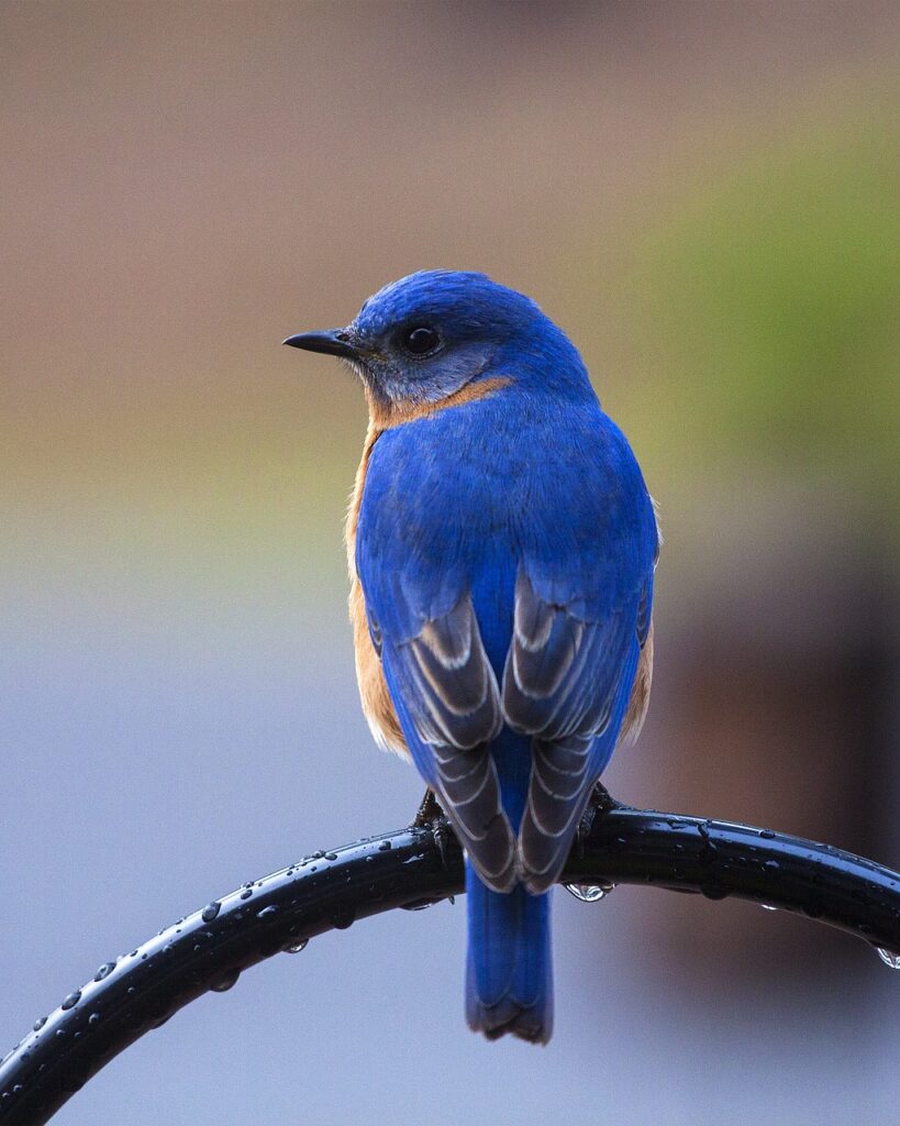 bird, bluebird, perching bluebird-2179663.jpg