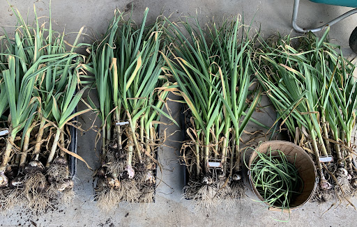 Harvested garlic bulbs and scapes