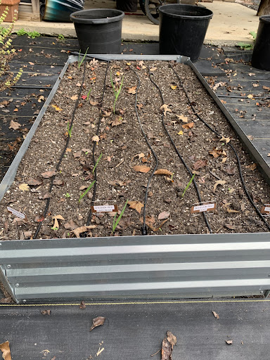 Raised bed with drip irrigation
