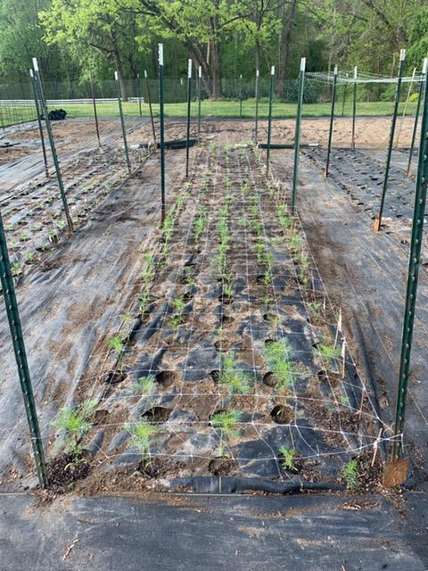 Cosmo seedlings with floral netting