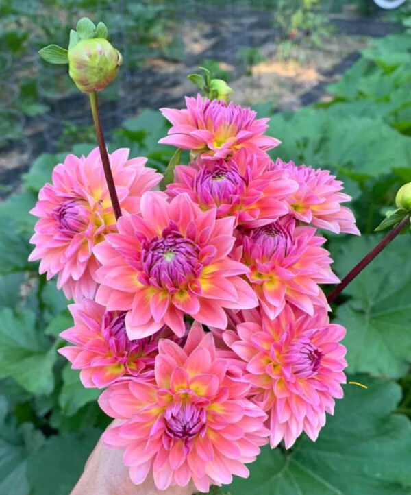 Jitterbug Dahlia