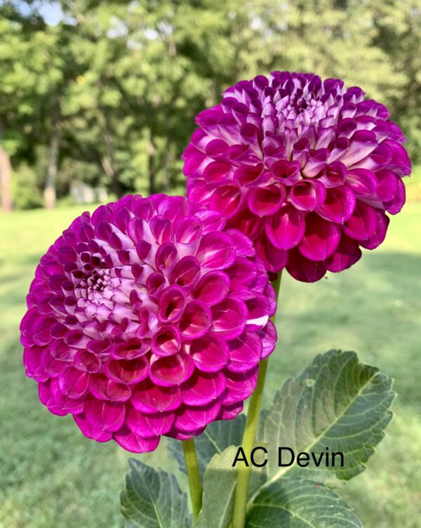 AC Devin dahlia