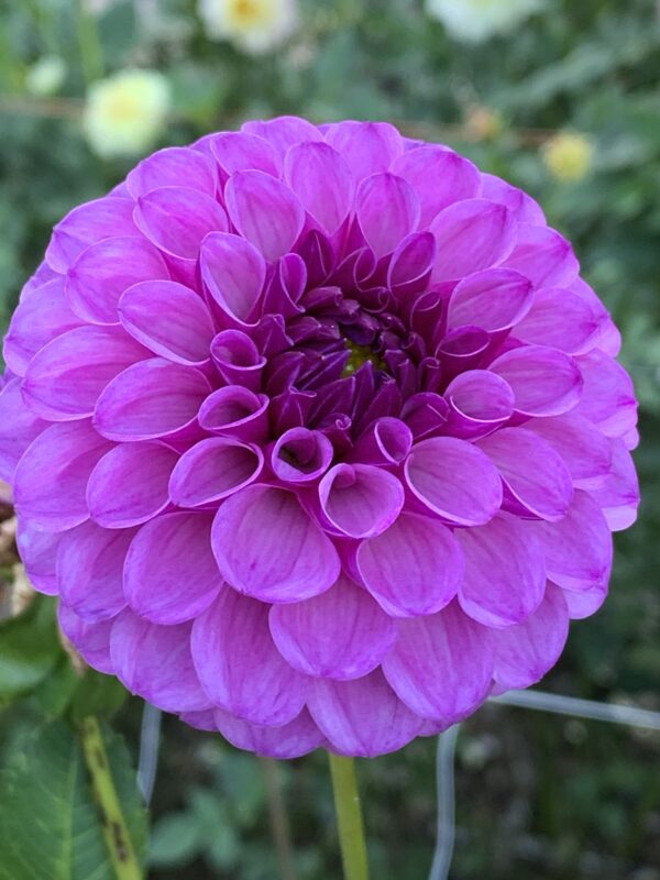 Robann Royal Dahlia