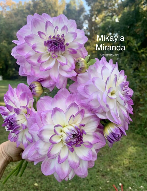 Mikayla Miranda Dahlia