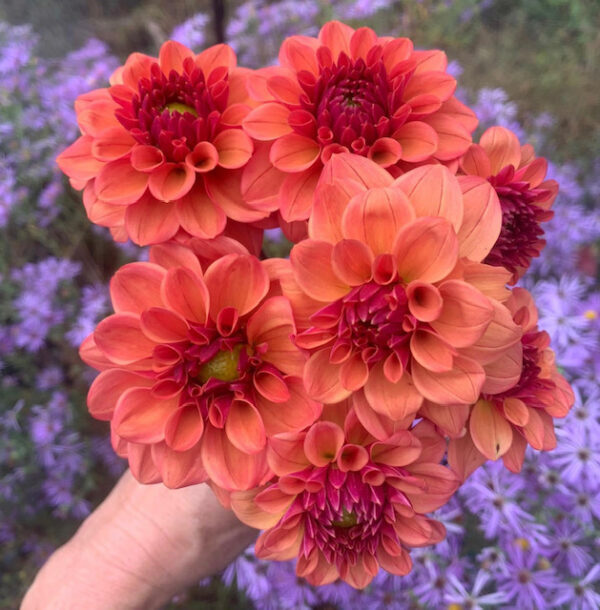 Ice Tea dahlia