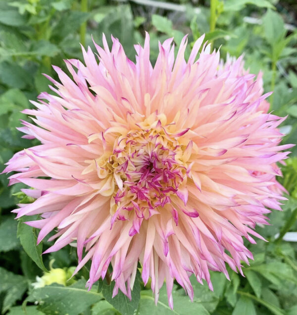 Pinelands Princess dahlia