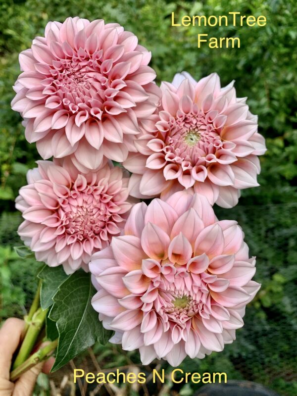 Peaches N’ Cream Dahlia