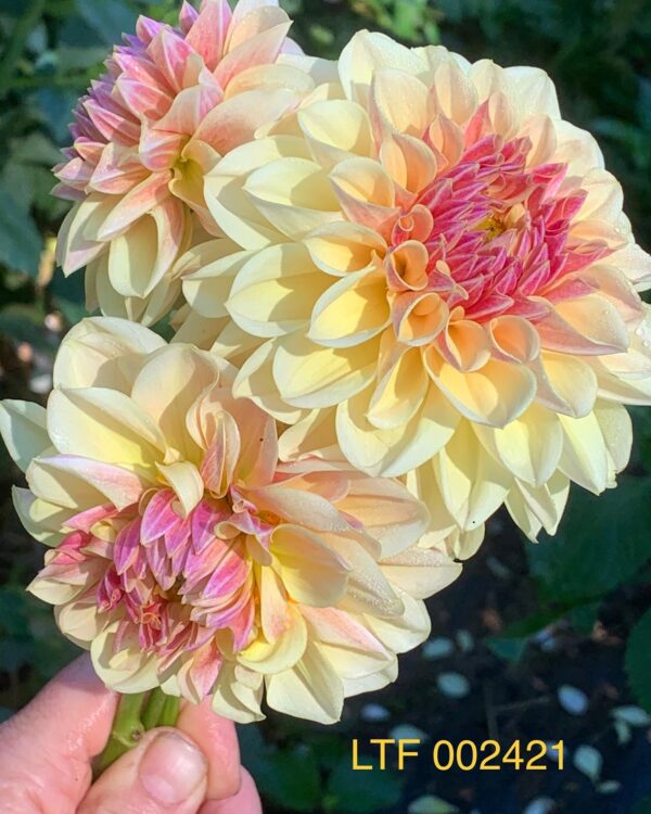 LTF Lemon Blush Dahlia