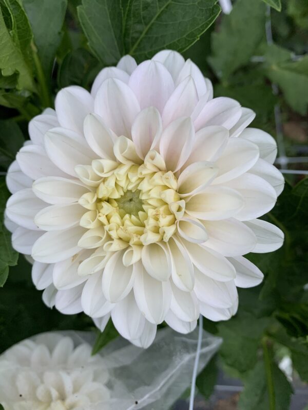 Coseytown Kay Dahlia