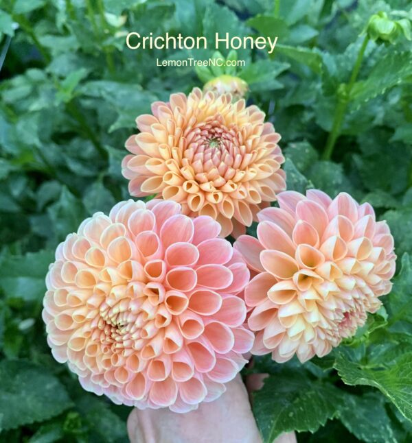 Crichton Honey Dahlia