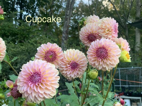 Cupcake Dahlia