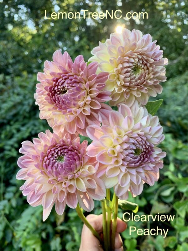 Clearview Peachy Dahlia