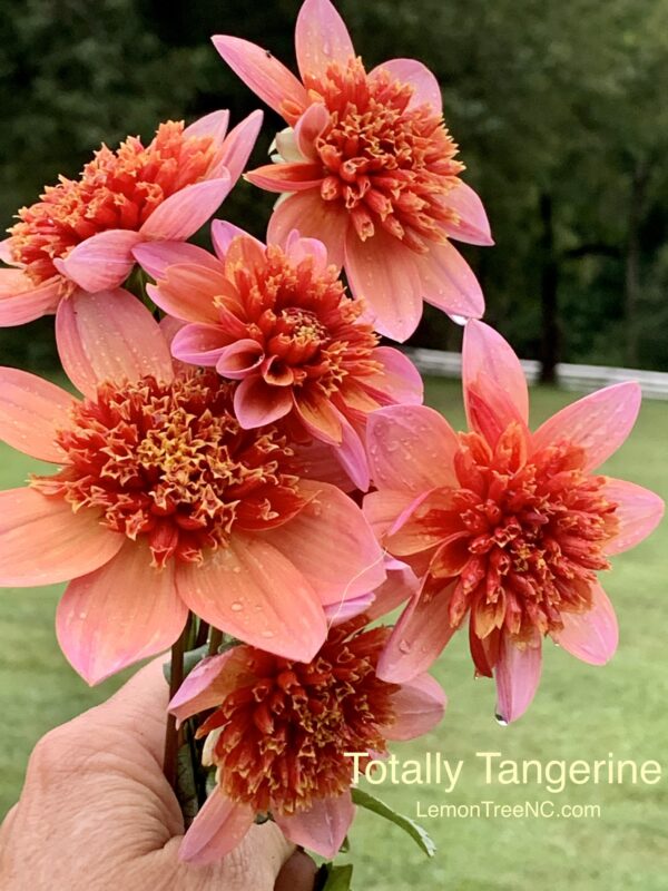 Totally Tangerine Dahlia